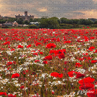 dolceluna poppy poppies field animated background - GIF เคลื่อนไหวฟรี
