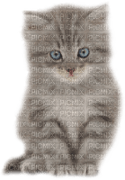 dulcineia8 gatos - PNG gratuit