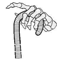 Hand Skeleton - Nemokamas animacinis gif