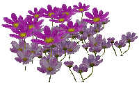 fleur violette.Cheyenne63 - Nemokamas animacinis gif