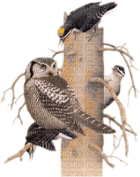 Kaz_Creations Owls Owl Birds Bird - ingyenes png