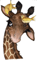 Giraffe - png grátis