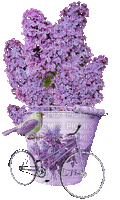lavender flowers bp - Gratis animerad GIF
