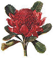 Australian native flowers bp - Gratis animerad GIF