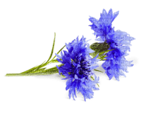Cornflower - nemokama png