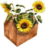 sunflower - png ฟรี