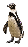 pingviini - besplatni png