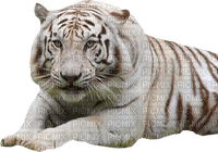 white tiger bp - Free PNG