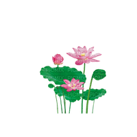 Lotus - 免费PNG