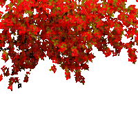 Y.A.M._Autumn Flowers Decor - GIF animado grátis