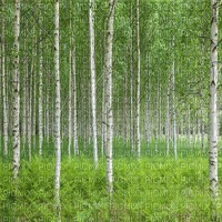 birch tree forest - png gratuito