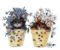 cat chat katze pot flower fleur fun mignon tube animals animaux animal garden jardin spring summer ete printemps - Free animated GIF