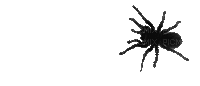 aze araignée noir black - GIF animé gratuit
