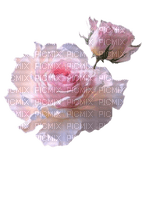 Pink Roses - ilmainen png