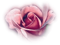 blomma-ros----flower-rose - gratis png