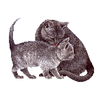 gif animado de gatitos. kinotokino - Darmowy animowany GIF