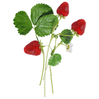 Branches de fraises - nemokama png