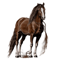 Horse - PNG gratuit
