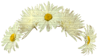 Flowers.Daisies.Head.Wreath.White.Yellow - Free PNG