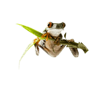 frog-groda-minou52 - gratis png