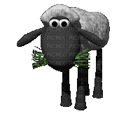 sheep schaf mouton  animal - GIF animasi gratis