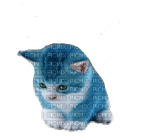 maj chat bleu - zdarma png