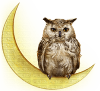 OWL - Bird - png ฟรี