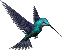 humming bird - nemokama png