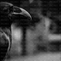 crow gif - Free animated GIF