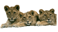 Löwe - Gratis geanimeerde GIF