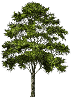 Árbol de color verde - nemokama png