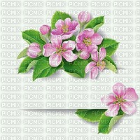 Background Spring Blossom - besplatni png
