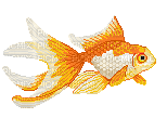 goldfish - Besplatni animirani GIF