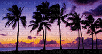 Nature.Summer.Sunset.Palms.Palmiers.Landscape.Été.Paysage.Fond.Background.Victoriabea