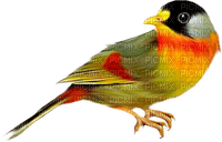 Bird.Red.Yellow.Black.White - PNG gratuit