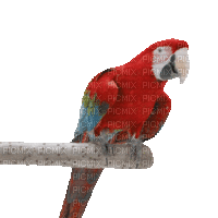 parrot - Darmowy animowany GIF