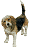 maj gif beagle - GIF animado gratis