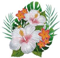 nbl-hibiscus - 無料png