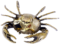 crab (created with gimp) - GIF เคลื่อนไหวฟรี
