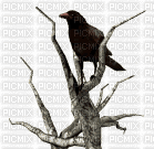 crow - GIF animado grátis