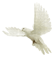 dove by nataliplus - PNG gratuit