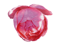 ruusu, rose, kukka, fleur, flower - 無料png