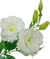 fehér rózsa - zdarma png