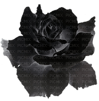 rose - 免费PNG