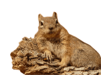 écureuil - zadarmo png