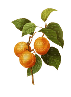 fruit - darmowe png