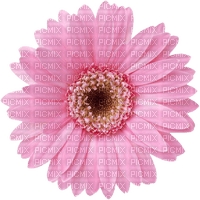 pink flower Bb2 - zadarmo png