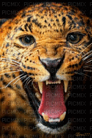 tigre - Kostenlose animierte GIFs