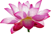 lotus rose - png gratis