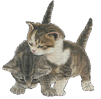 chaton câlins - GIF animé gratuit